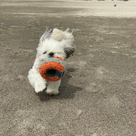 Lucy LOVES the beach almost as much as she loves ball… but ball is life. 🤣