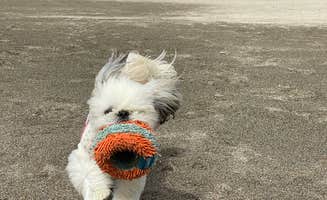 Kelley D.'s photo of camping with pets at Sea and Sand RV Park near Toledo, OR