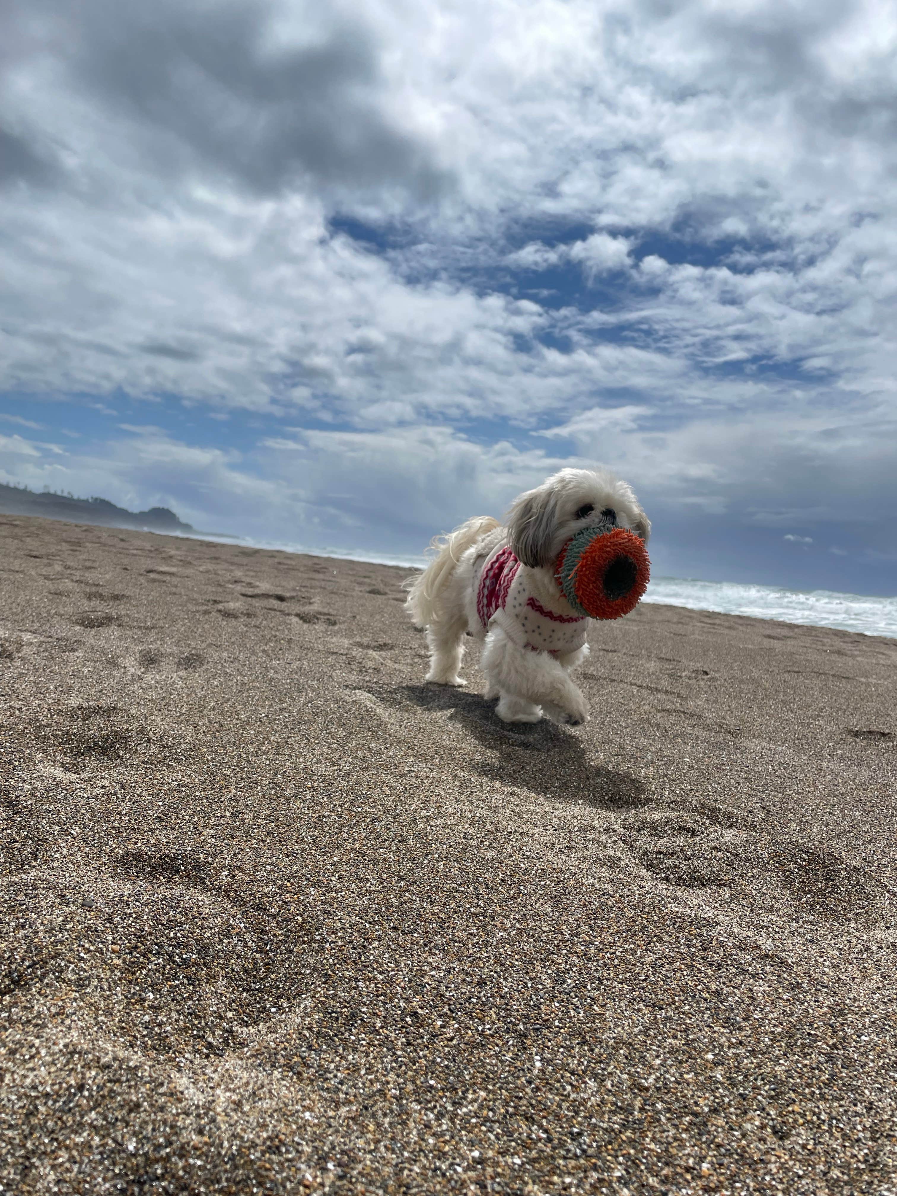 Kelley D.'s photo of camping with pets at Sea and Sand RV Park near Newport, OR