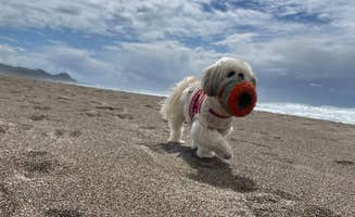 Kelley D.'s photo of camping with pets at Sea and Sand RV Park near Newport, OR