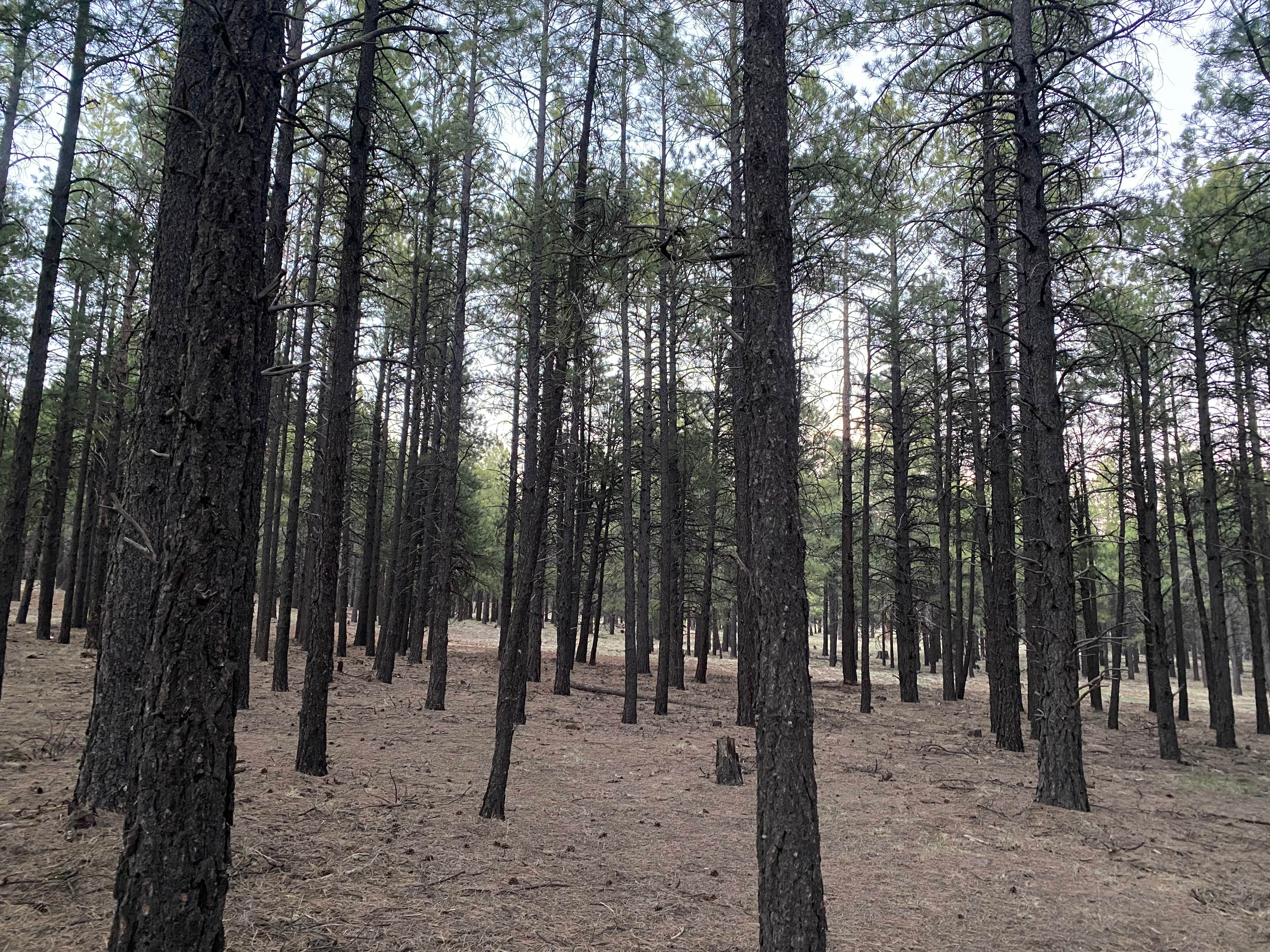Camping near FR 222 Dispersed: Wing Mountain Dispersed Camping, Bellemont, Arizona
