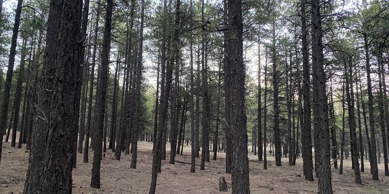 Camper submitted image from Wing Mountain Dispersed Camping