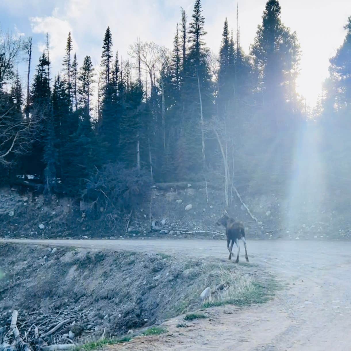 Hannah W.'s photo of camping with pets at Beaver Park Reservoir - Dispersed near Boulder, CO