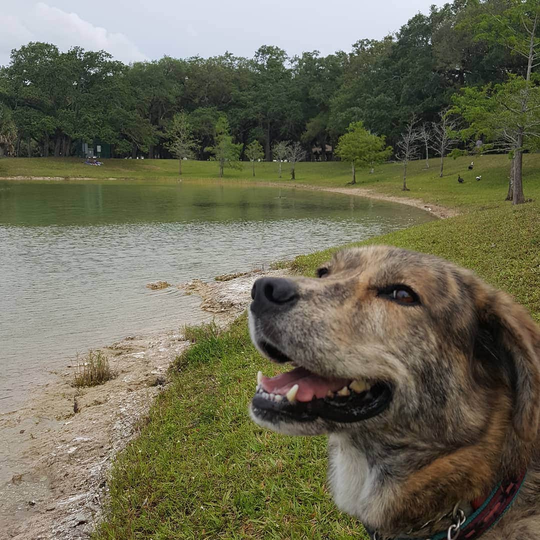 Mark B.'s photo of camping with pets at Topeekeegee Yugnee Park Campground near Palmetto Bay, FL