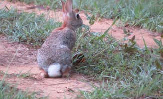 Michael S.'s photo of camping with pets at RV Texoma near Lake Texoma
