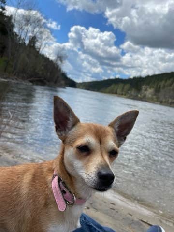 Marian J.'s photo of camping with pets at Pink House Recreation Site near Moscow, ID