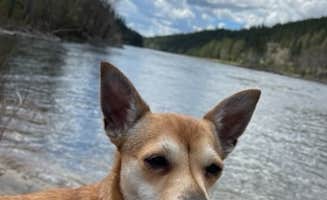Marian J.'s photo of camping with pets at Pink House Recreation Site near Pullman, WA
