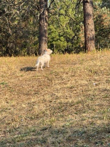 Marian J.'s photo of camping with pets at Dent Acres near Moscow, ID