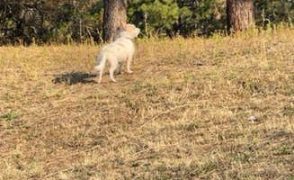 Marian J.'s photo of camping with pets at Dent Acres near Nez Perce-Clearwater National Forests