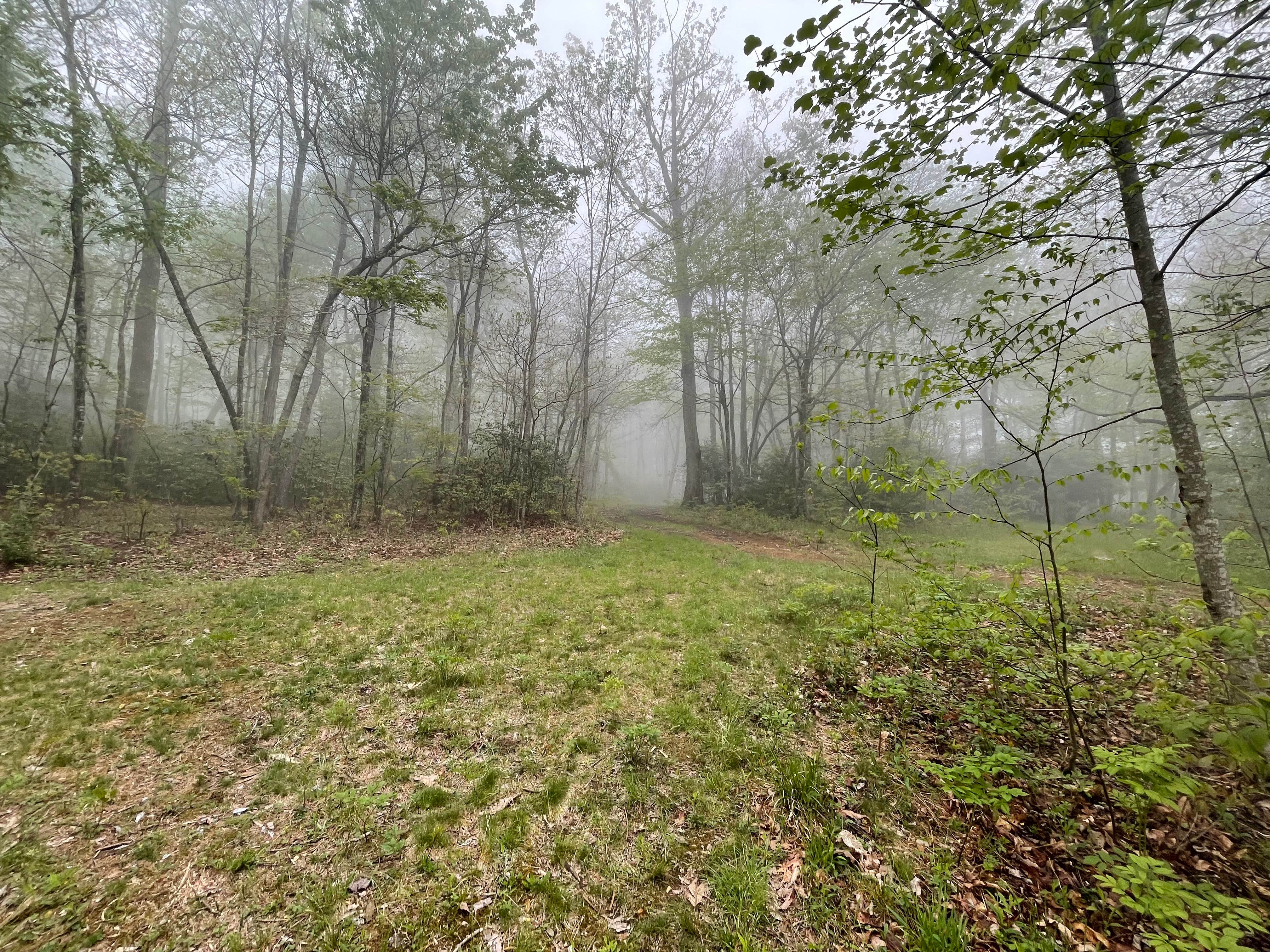 Camper-submitted photo at Victor Road Dispersed near Linville Falls, NC