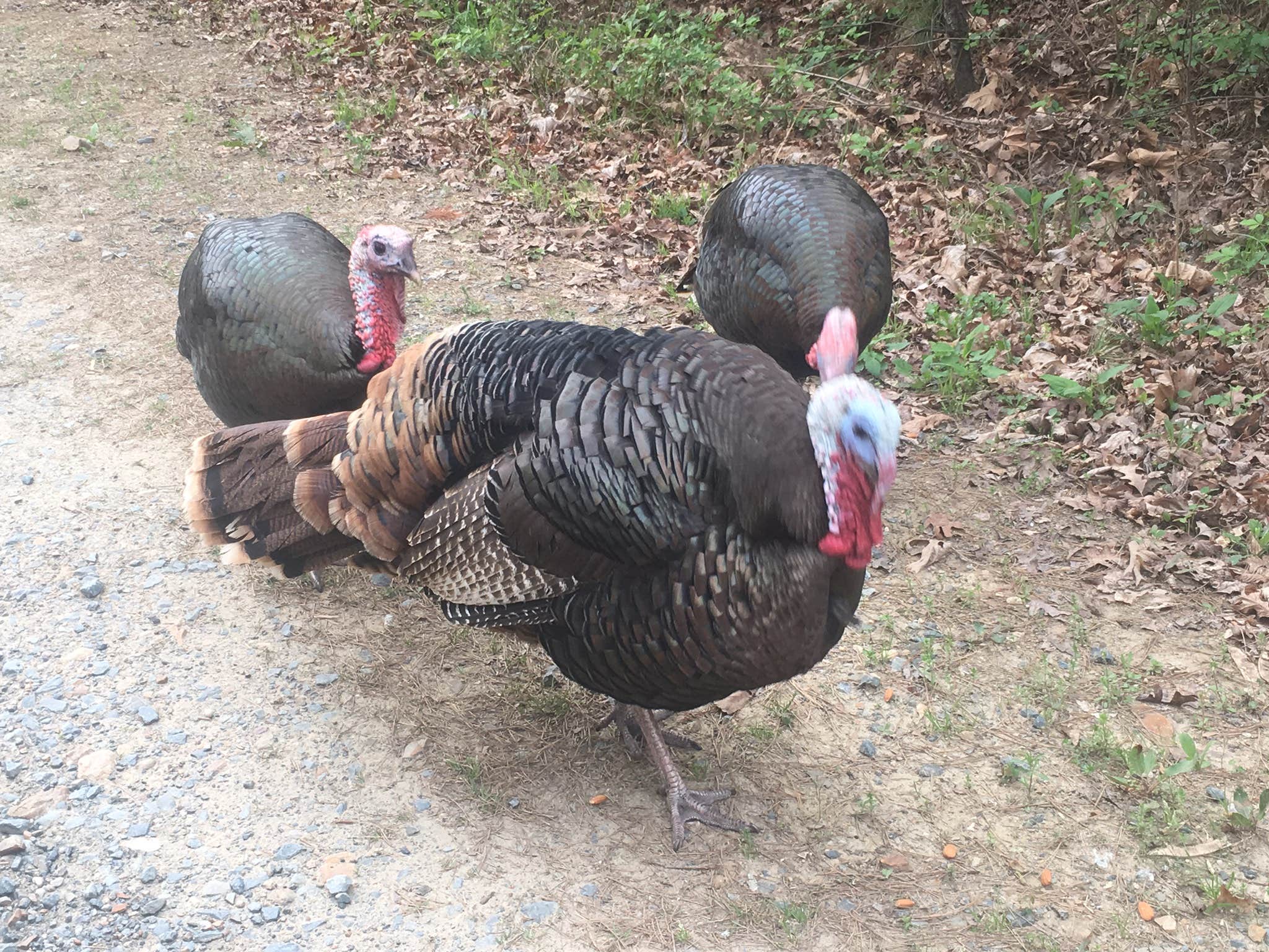 Camper-submitted photo at Boondockers Landing near Sardis Lake