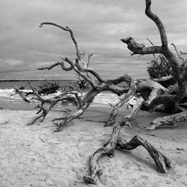 Driftwood Beach I