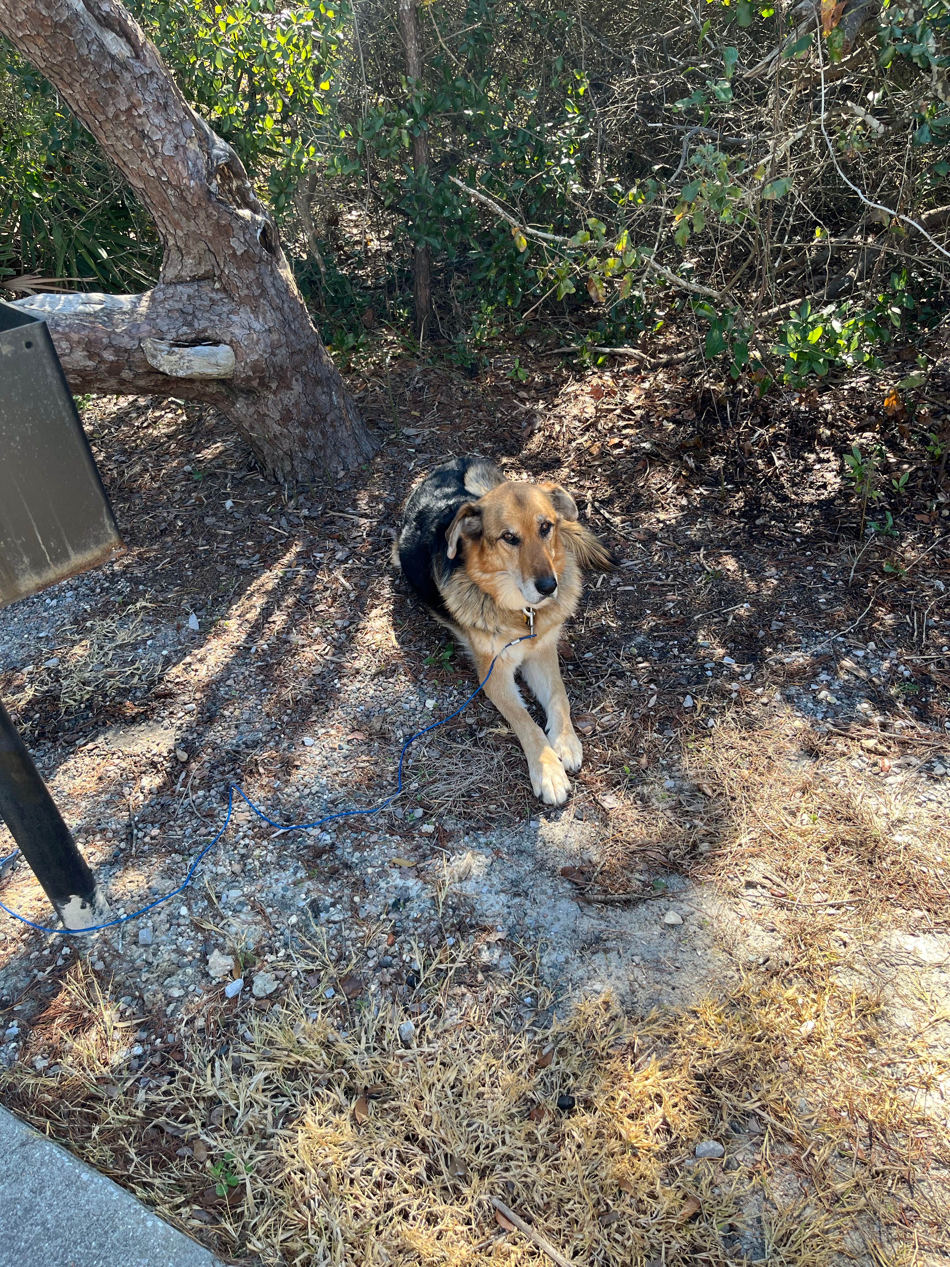 Cathy J.'s photo of camping with pets at Henderson Beach State Park Campground near Panama City Beach, FL