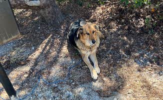 Cathy J.'s photo of camping with pets at Henderson Beach State Park Campground near Panama City Beach, FL