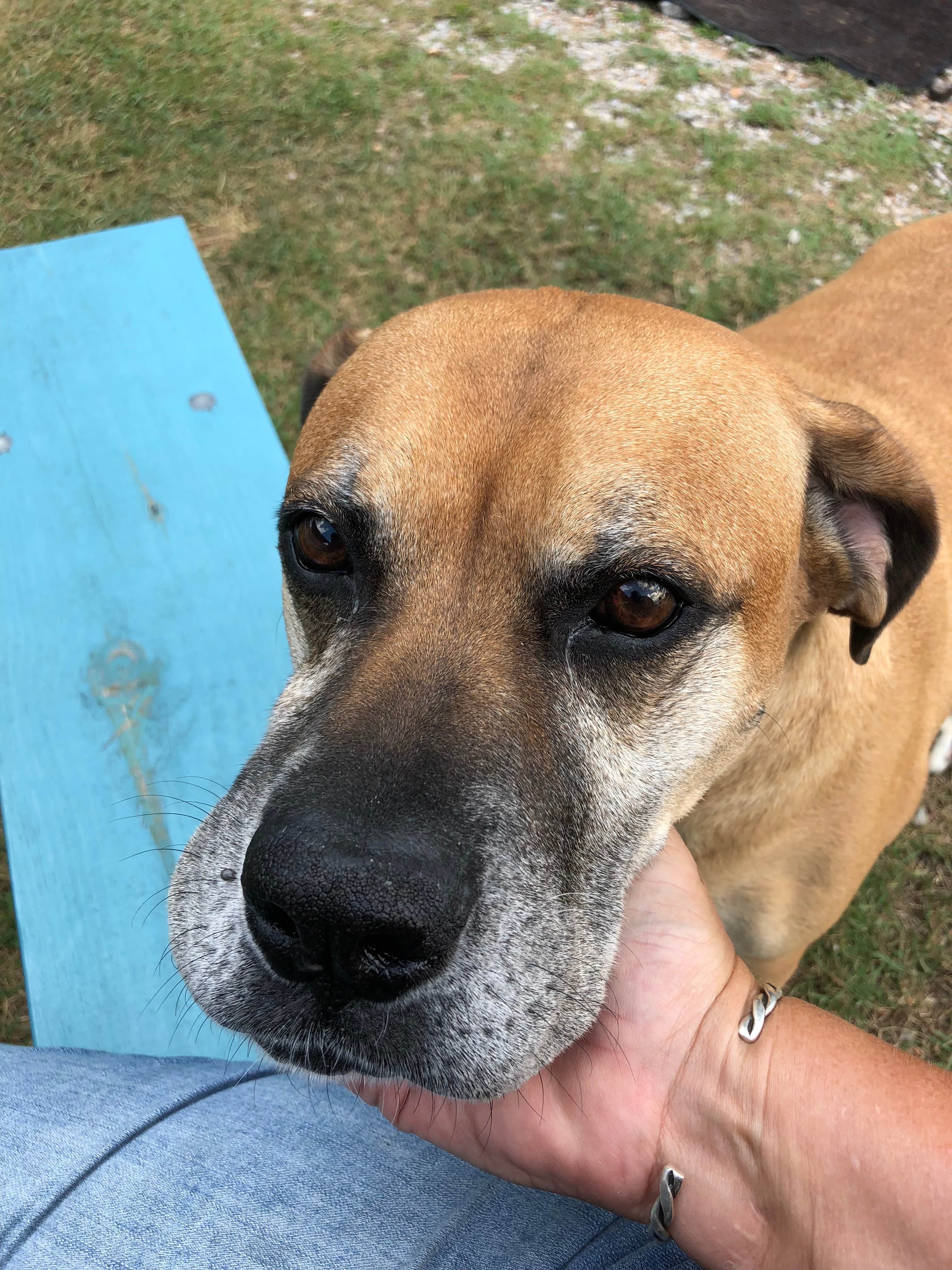 Kala V.'s photo of camping with pets at Gilbert RV Park near Buffalo National River