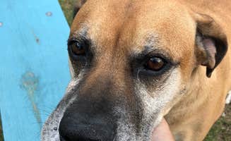 Kala V.'s photo of camping with pets at Gilbert RV Park near Buffalo National River