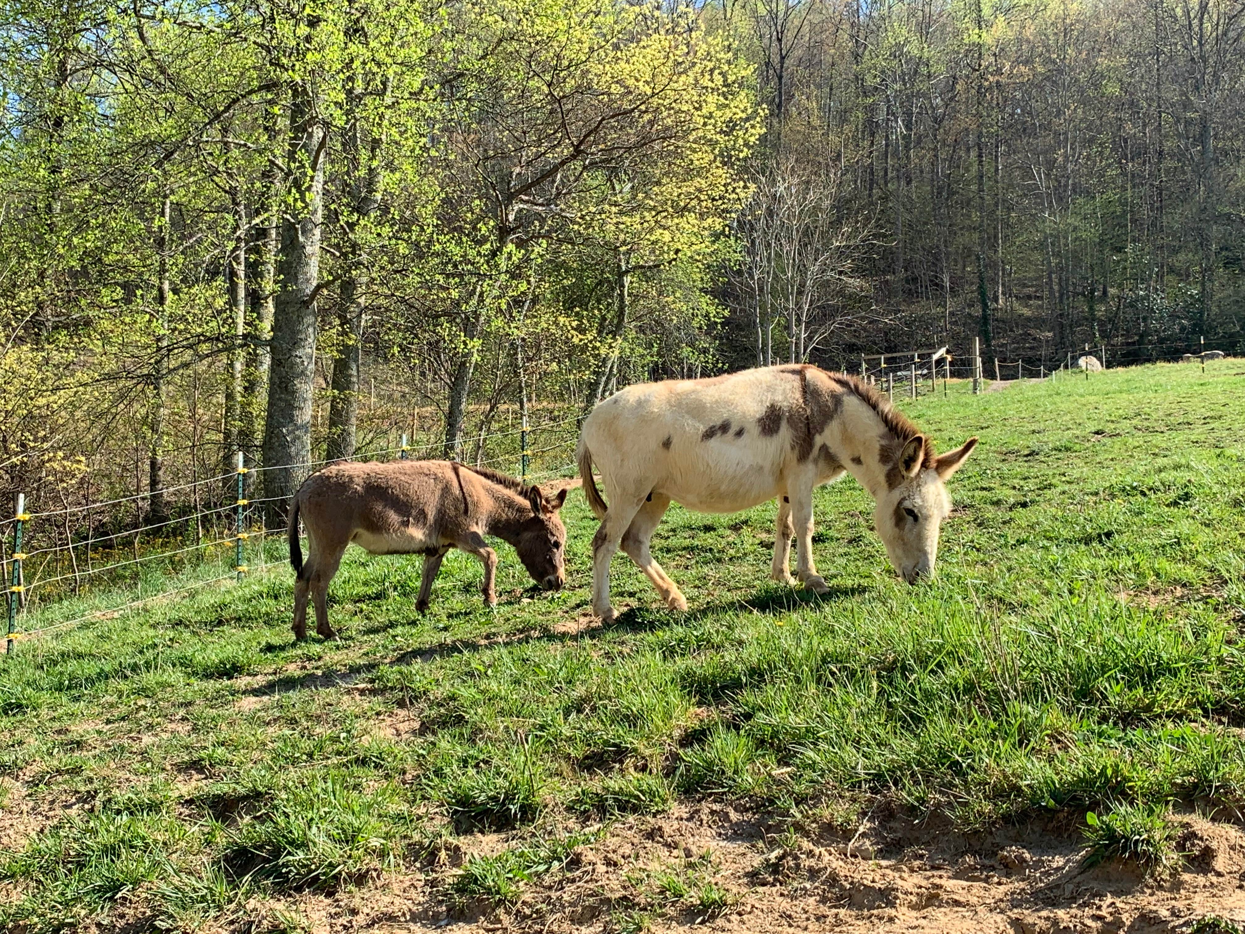 Camper-submitted photo at Copperstone Cabins & Camping near Mill Spring, NC