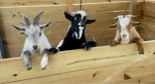 Belinda P.'s photo of camping with pets at Copperstone Cabins & Camping near Lake Lure, NC