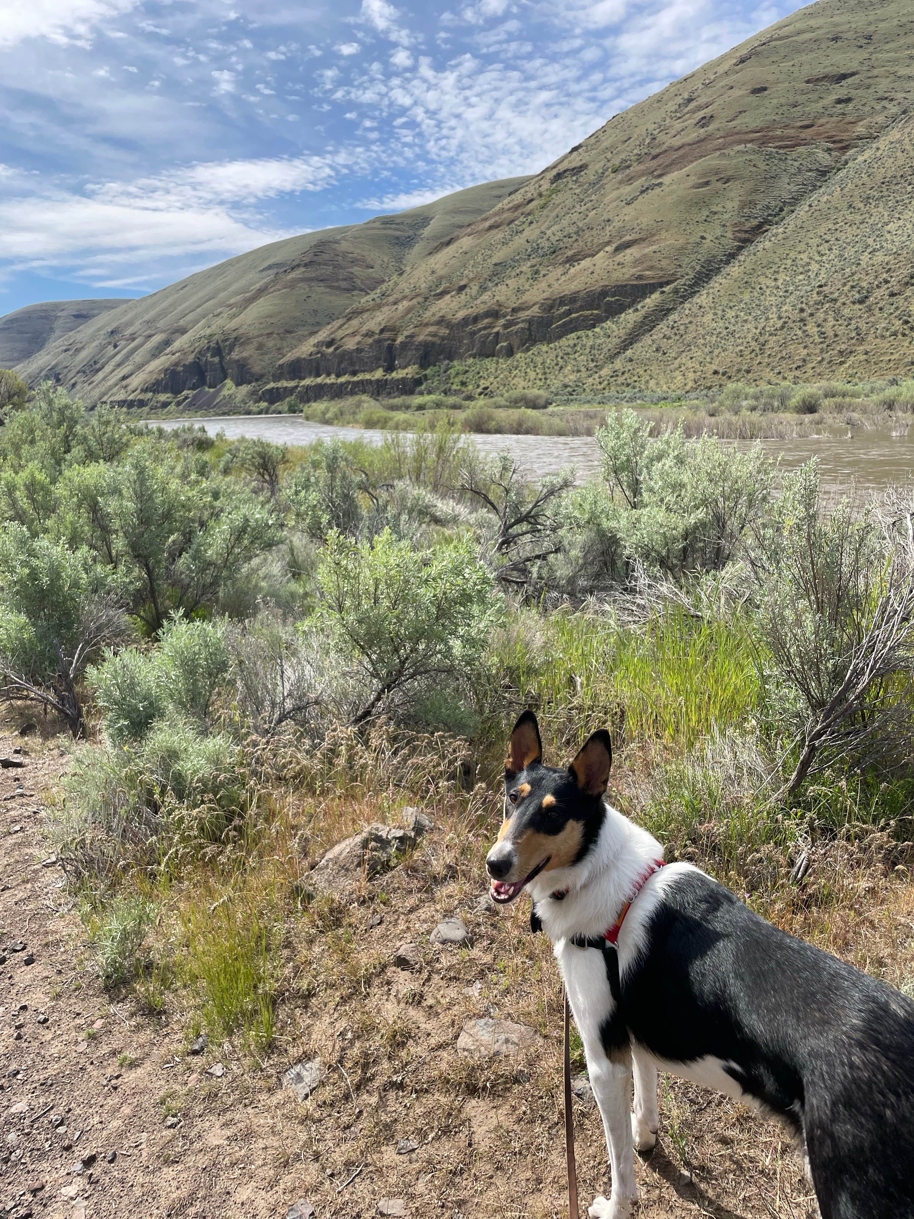 Kelly H.'s photo of camping with pets at Lone Tree Campground — Cottonwood Canyon State Park near John Day Lock and Dam, Lake Umatilla
