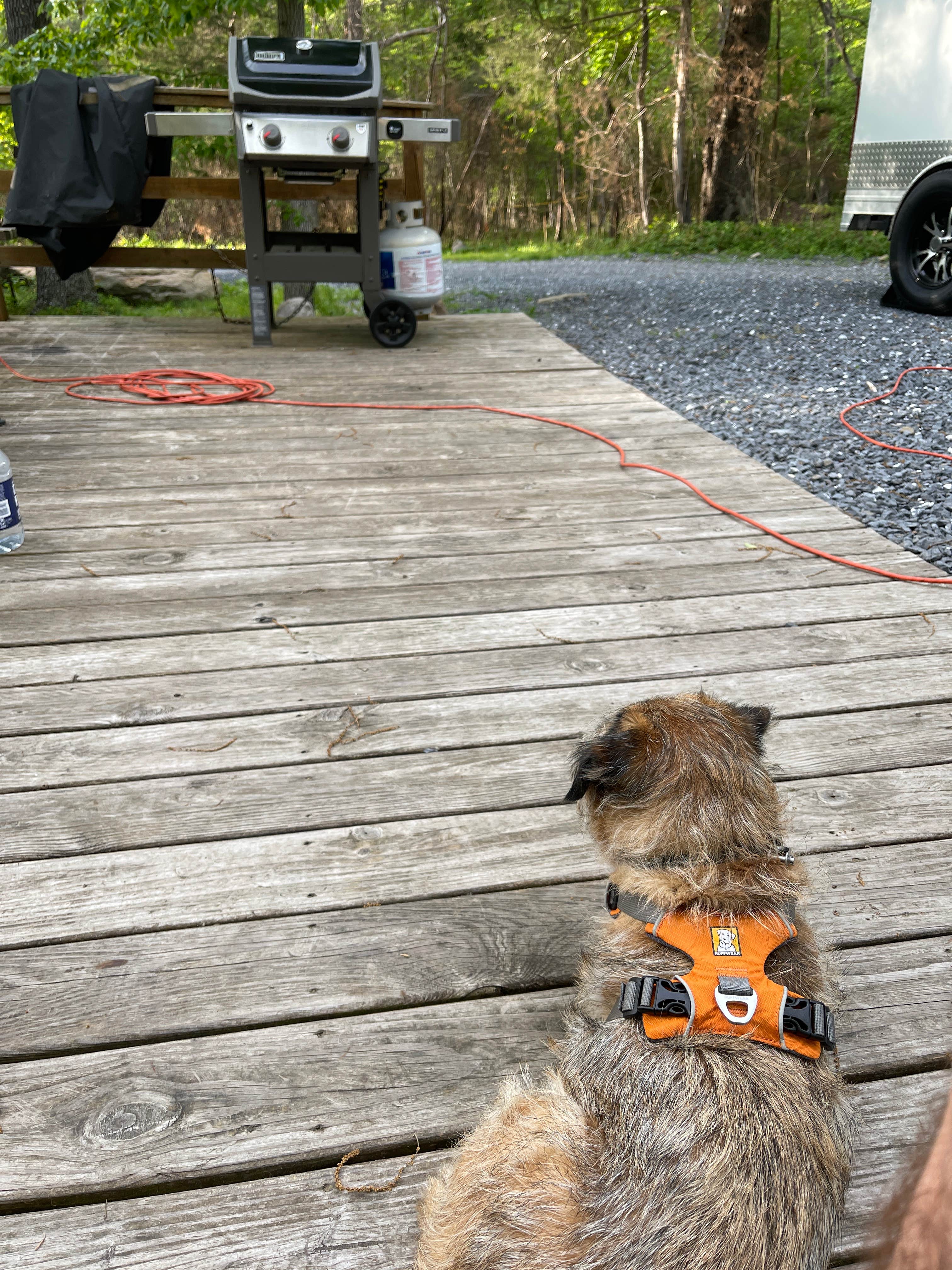 Roscoe T.'s photo of camping with pets at Harrisonburg - Shenandoah Valley KOA near Luray, VA