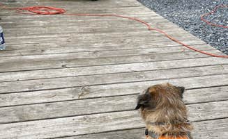 Roscoe T.'s photo of camping with pets at Harrisonburg - Shenandoah Valley KOA near Shenandoah, VA