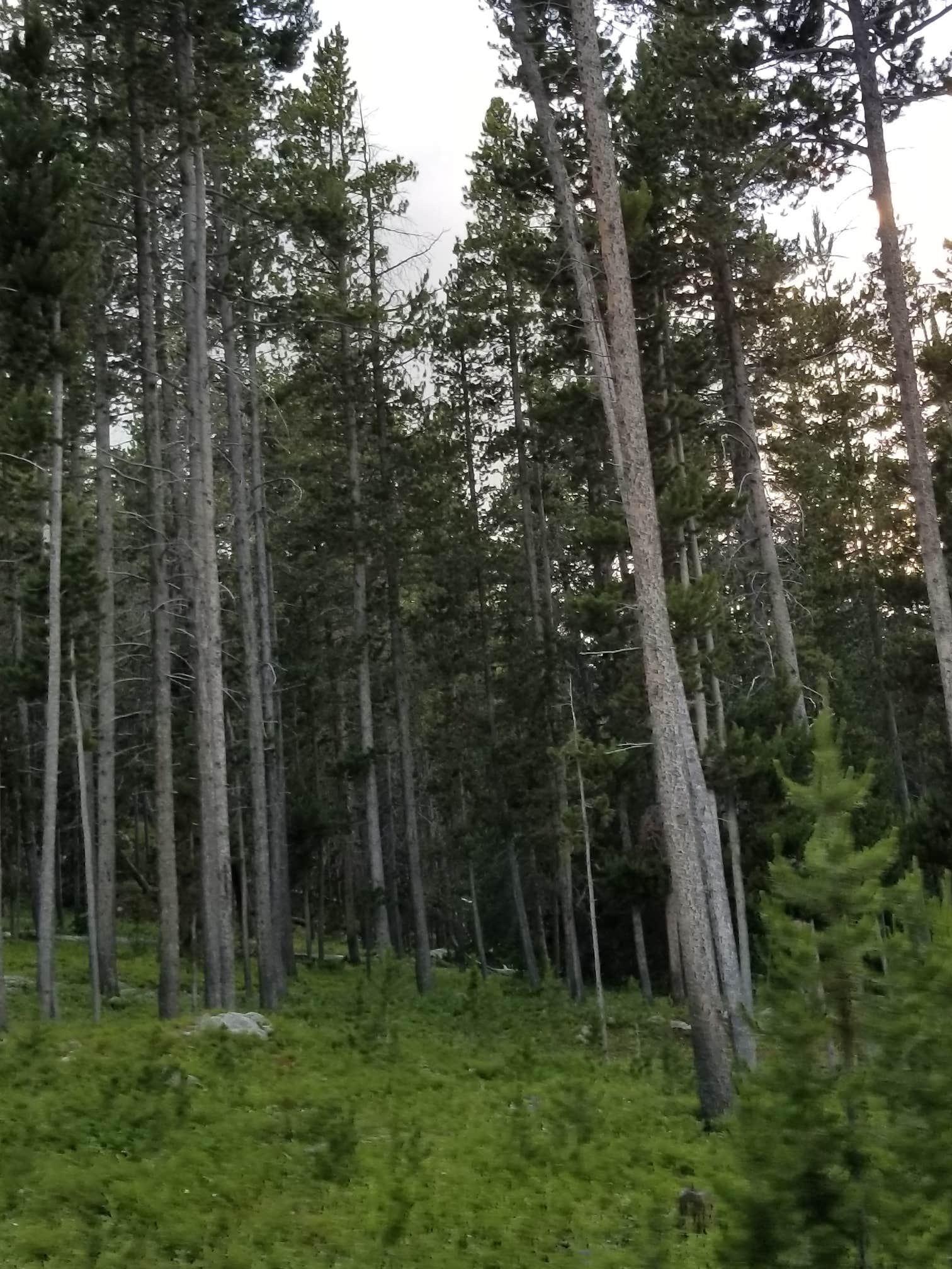 Camper submitted image from Bighorn National Forest Sibley Lake Campground - 2