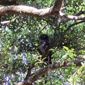 Review photo of Skidaway Island State Park Campground by Mike N., May 14, 2022