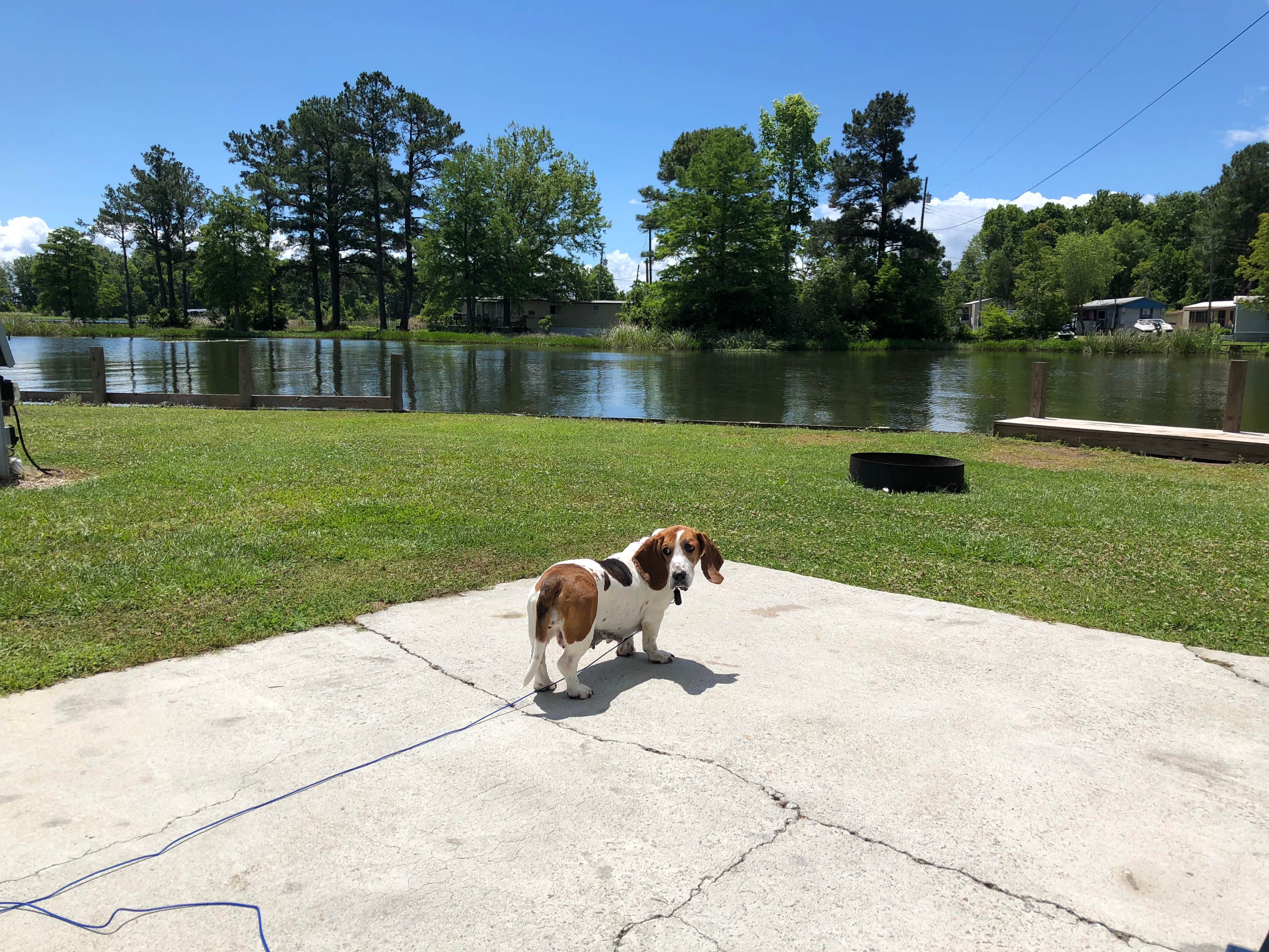 Lisa's photo of camping with pets at Angels Landing Campground near Harleyville, SC