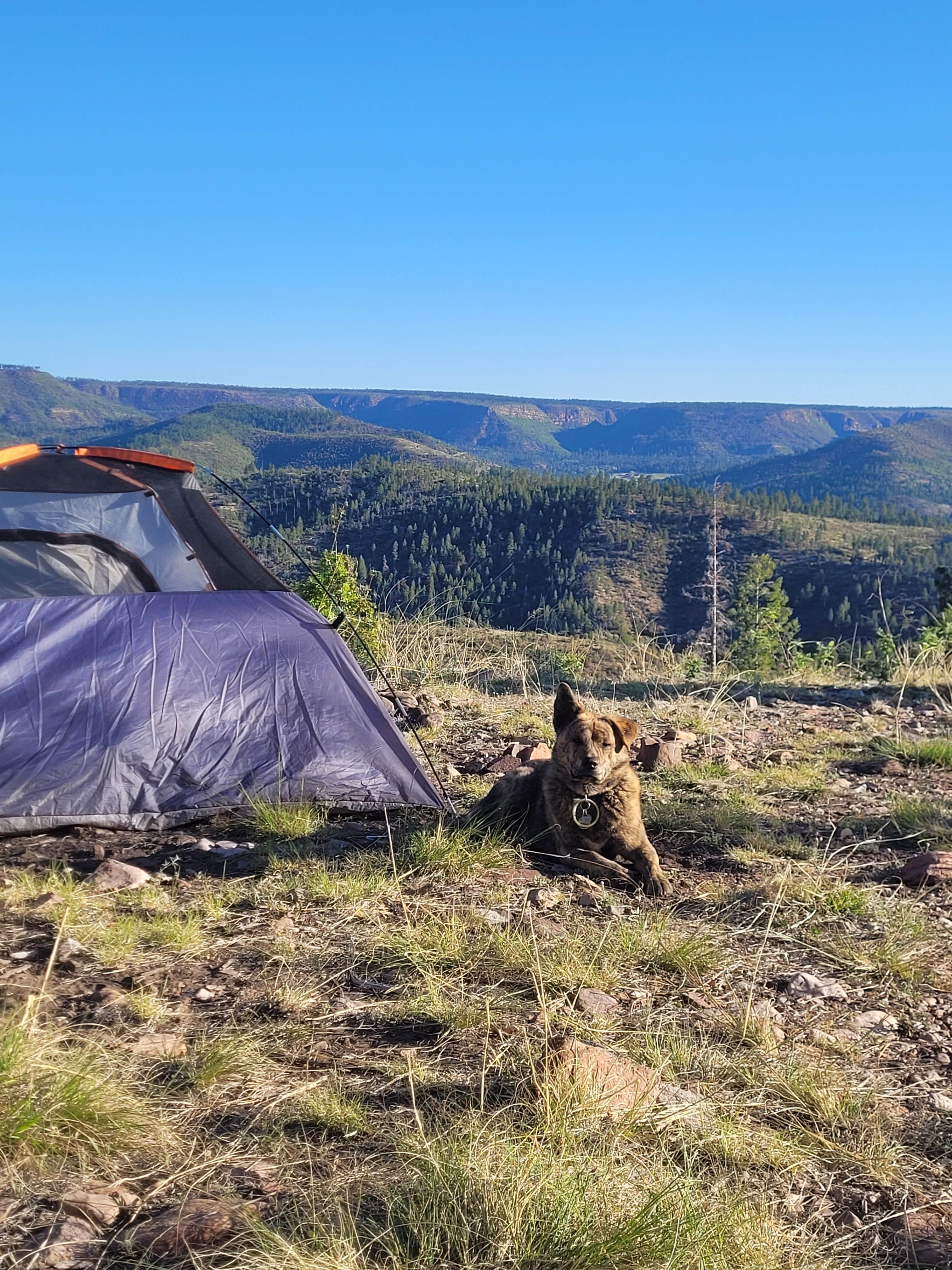 Camper submitted image from FR738 Dispersed Camping - 1
