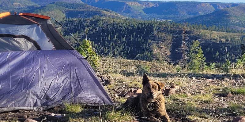 Camper submitted image from FR738 Dispersed Camping