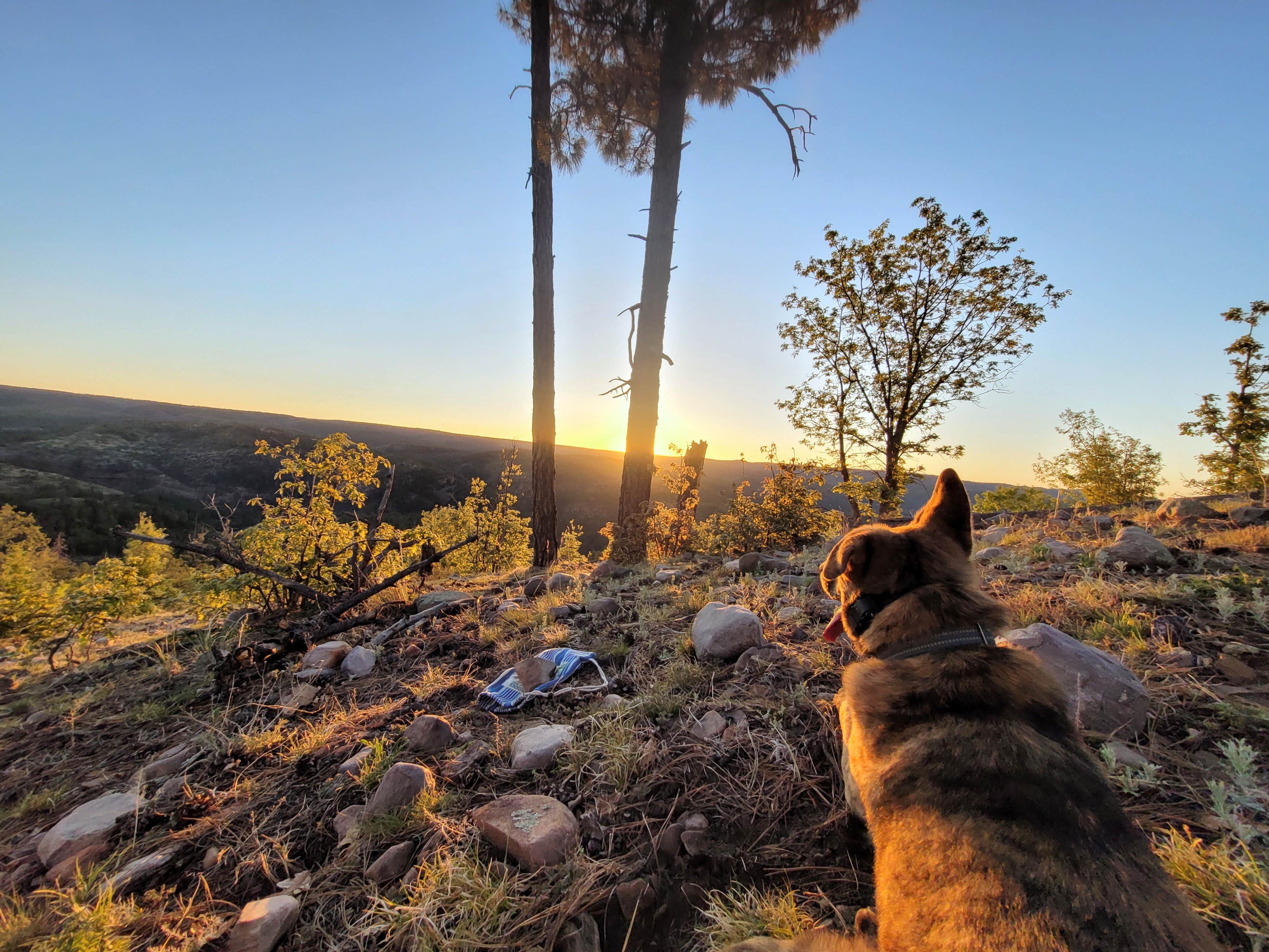 Parker M.'s photo of camping with pets at FR738 Dispersed Camping near Show Low, AZ