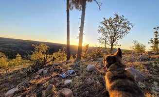 Parker M.'s photo of camping with pets at FR738 Dispersed Camping near Forest Lakes, AZ