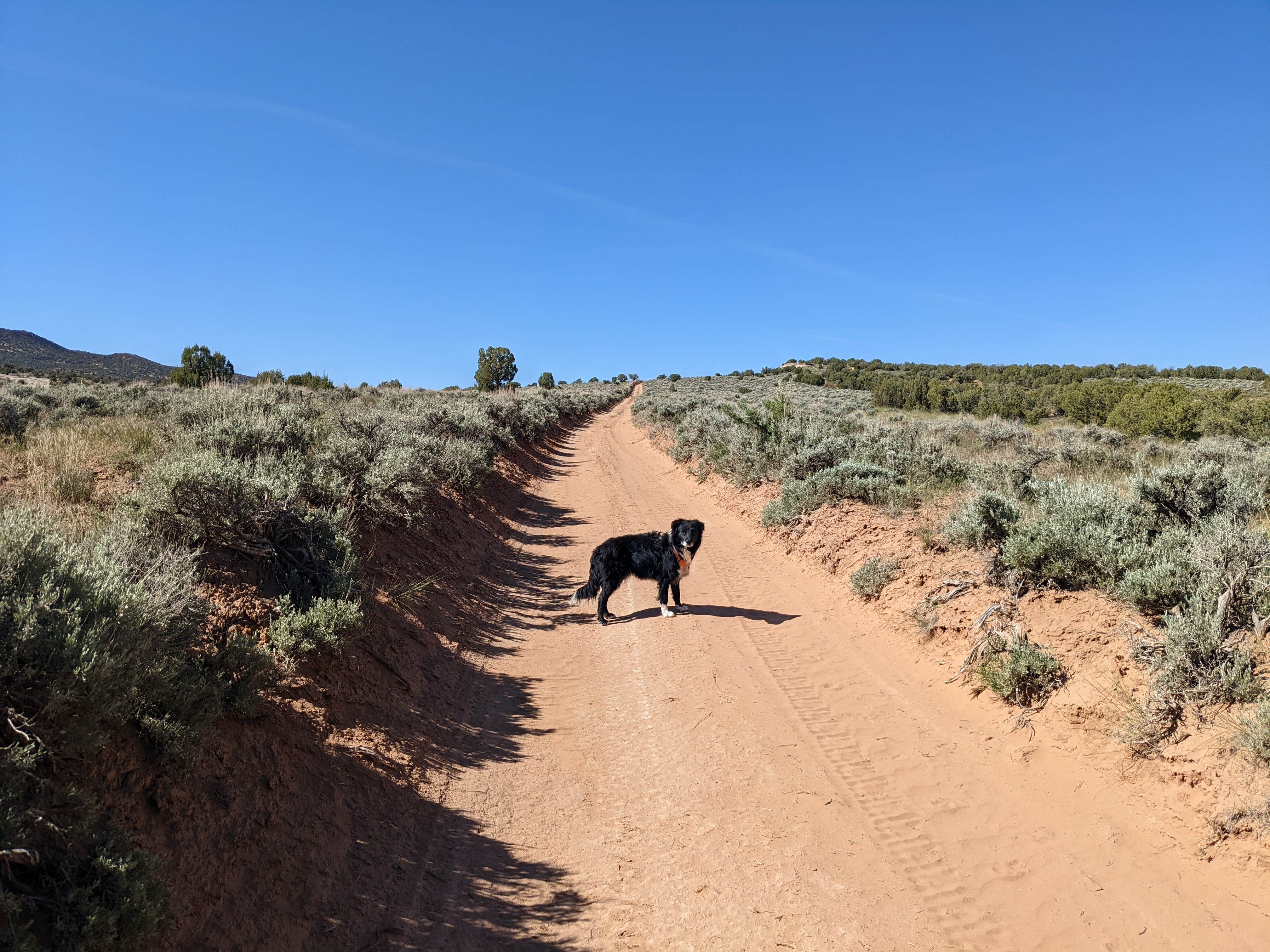 Greg L.'s photo of camping with pets at BLM 17B Road Dispersed Overlander near Dinosaur National Monument