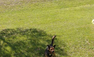 ANDY C.'s photo of camping with pets at Wagon Train State Recreation Area near Nebraska City, NE