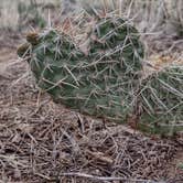 Review photo of Piñon Campground — Lathrop State Park by Donna H., May 14, 2022