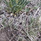 Review photo of Piñon Campground — Lathrop State Park by Donna H., May 14, 2022