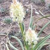 Review photo of Piñon Campground — Lathrop State Park by Donna H., May 14, 2022