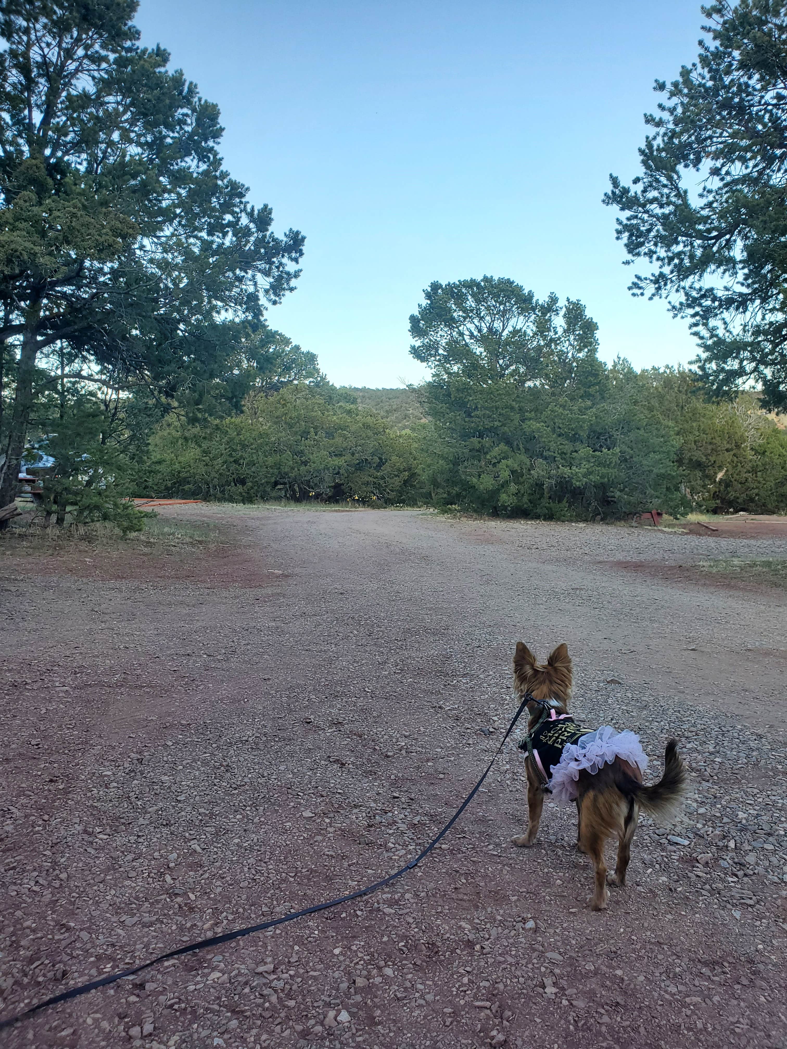 Jonathan J.'s photo of camping with pets at Turquoise Trail Campground near Rincon, NM