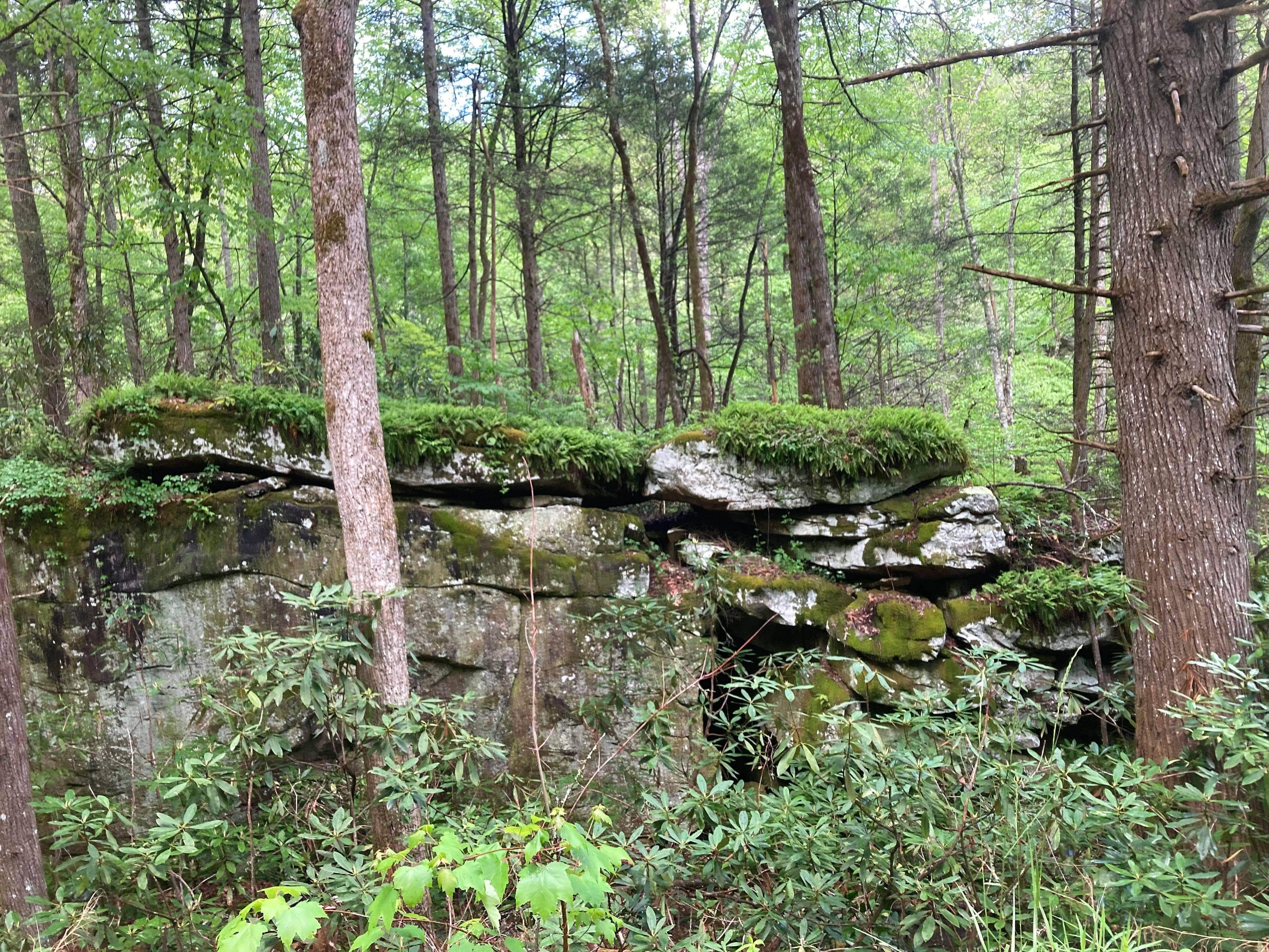 Camper submitted image from Bi-Color Campground (Catoosa WMA) - 5