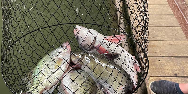 Camper submitted image from Fort Phantom Lakeside RV Park