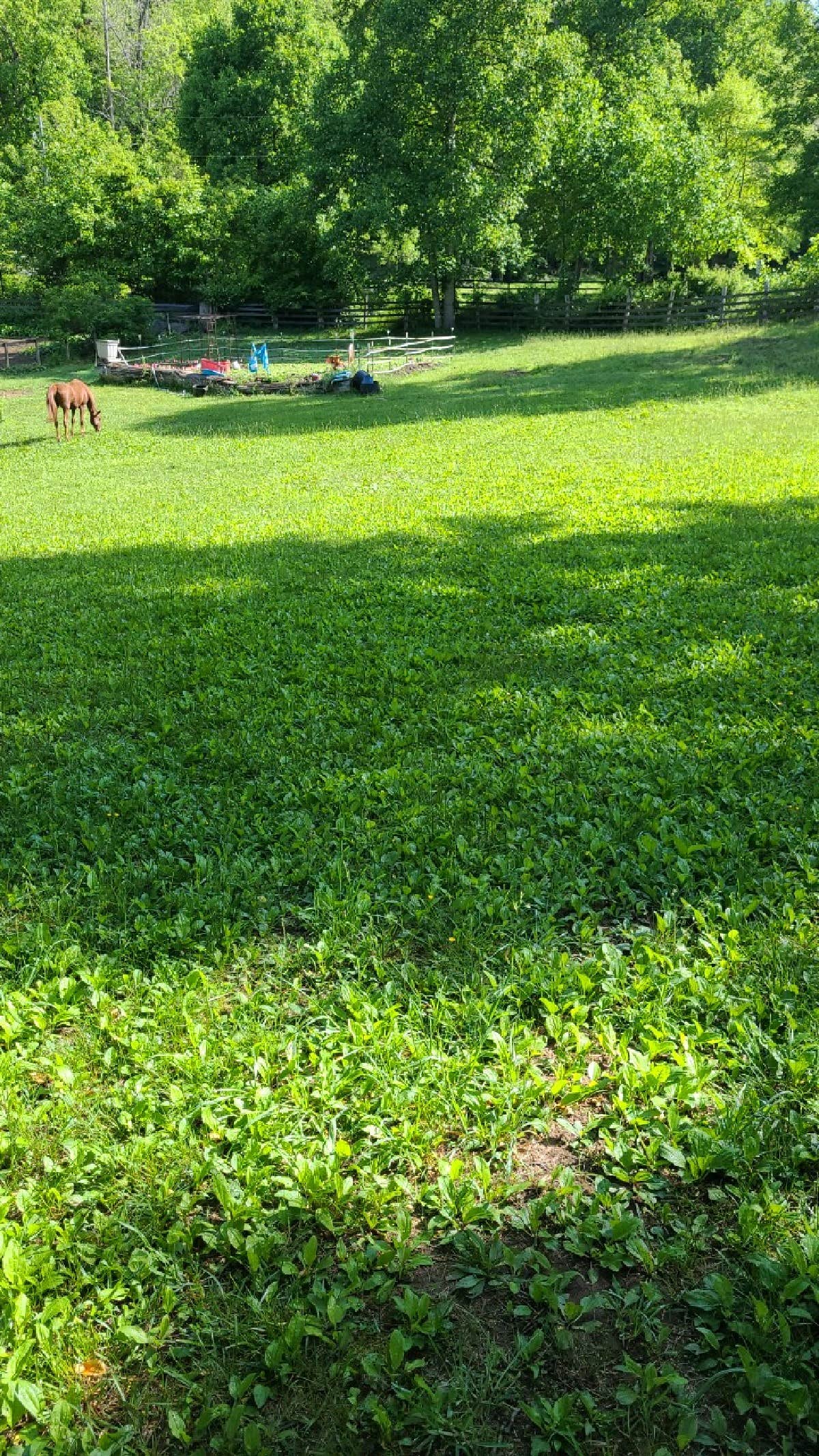 Camper-submitted photo at Paradise Ridge Permaculture near Gerton, NC