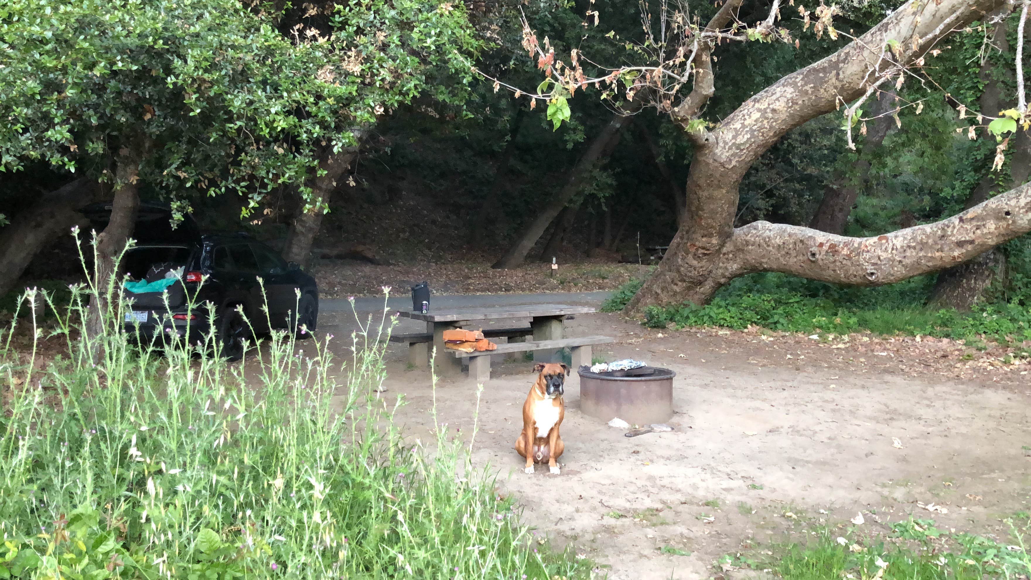 justin's photo of camping with pets at Pfeiffer Big Sur State Park Campground near Monterey, CA