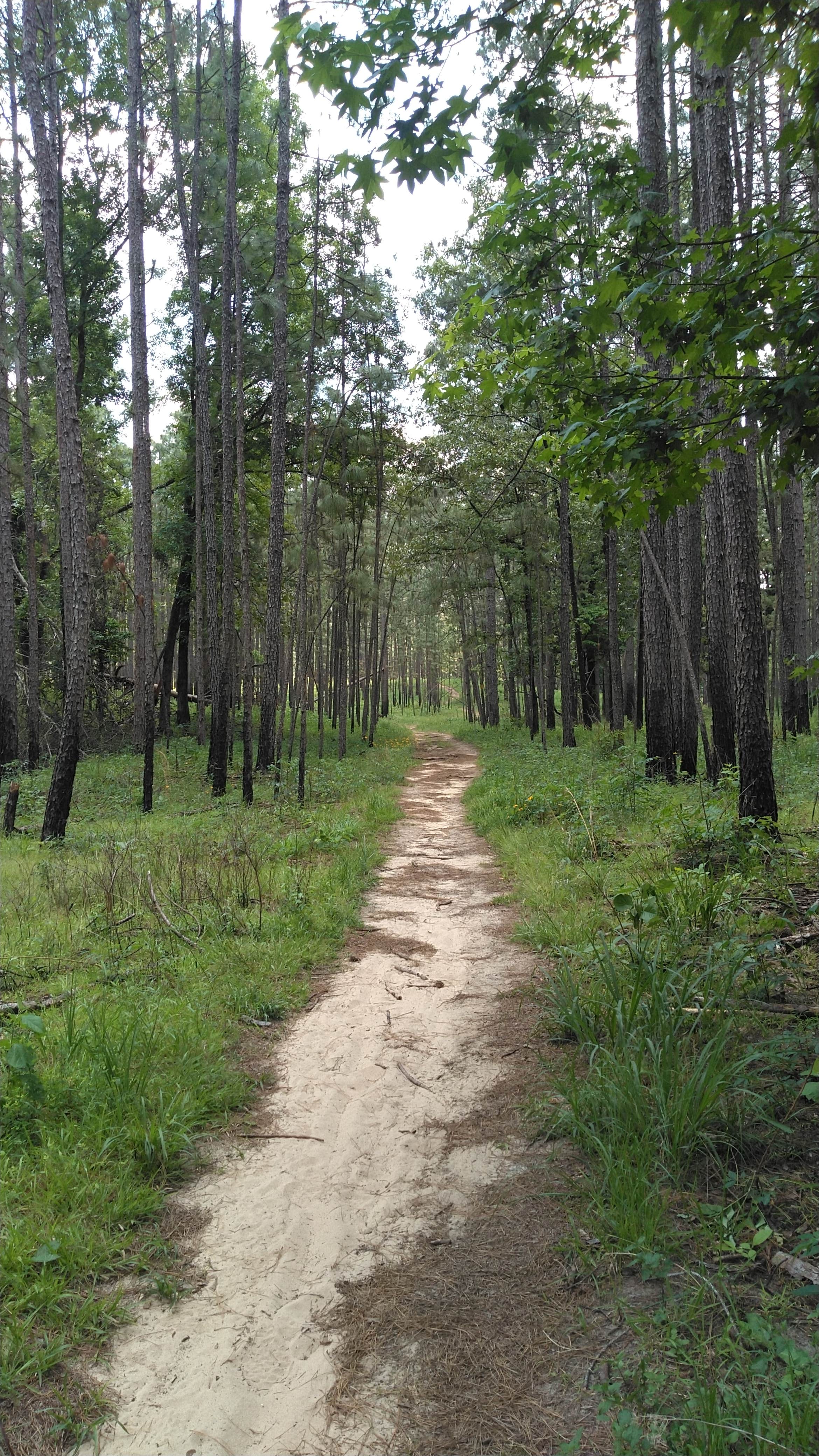 Camper submitted image from Valentine Lake Wild Azalea Trail - 4