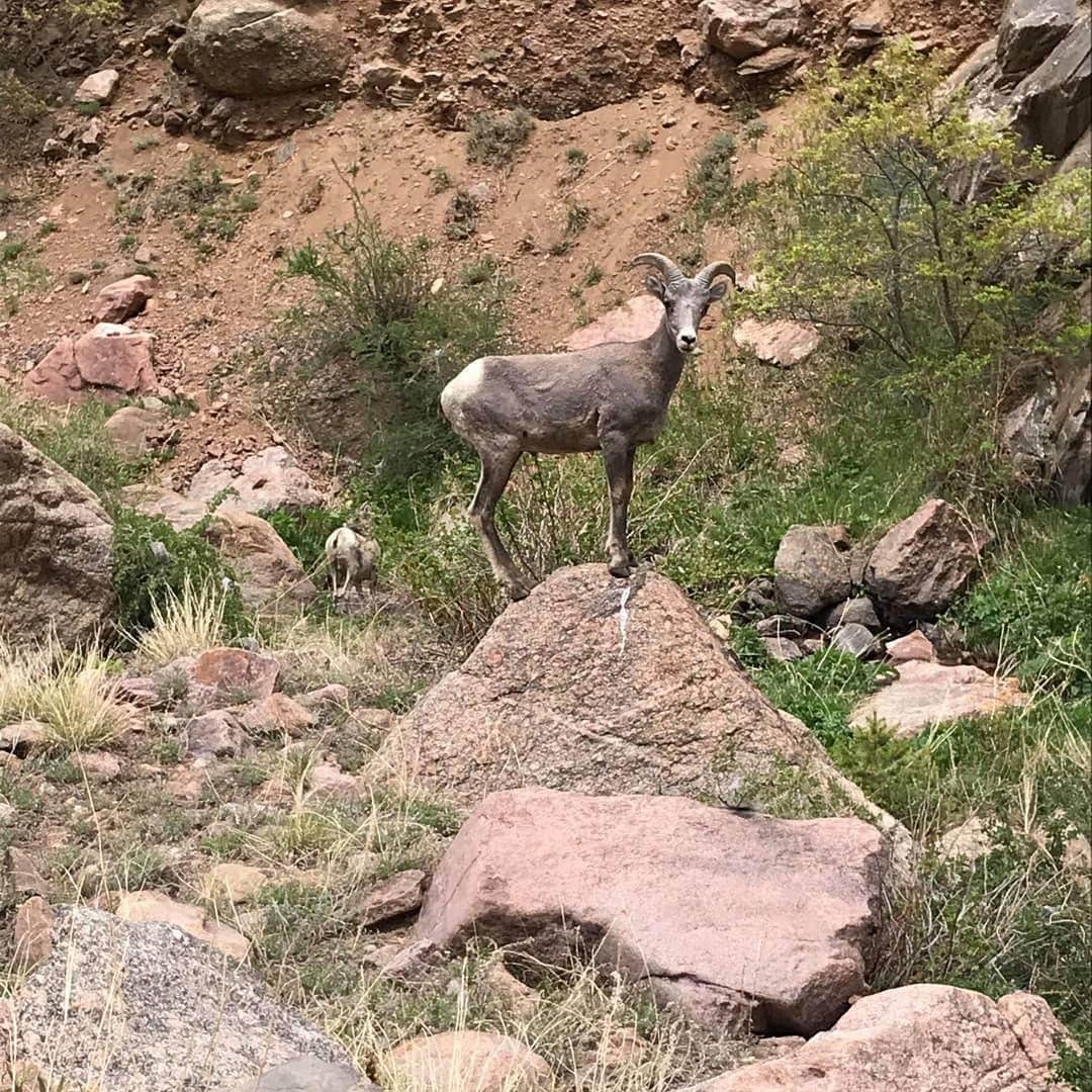 Camper submitted image from Cripple Creek BLM Area - 3