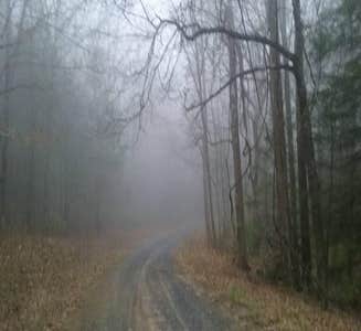 Camper-submitted photo from SongBird Trail Camp (Cohutta WMA)