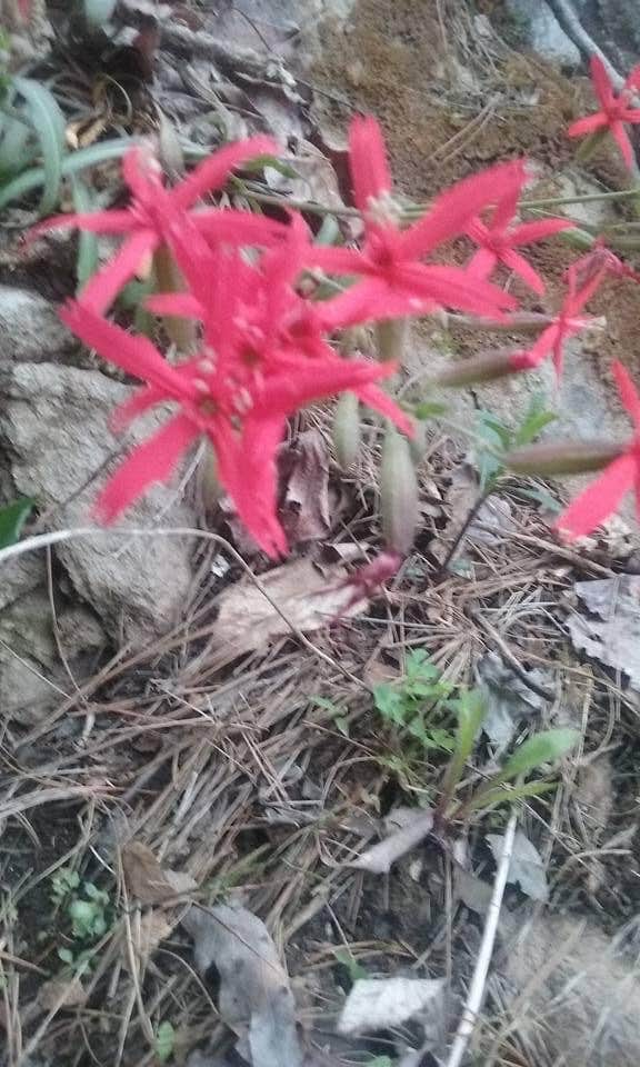 Camping near Murrays Lake Primitive: SongBird Trail Camp (Cohutta WMA), Crandall, Georgia