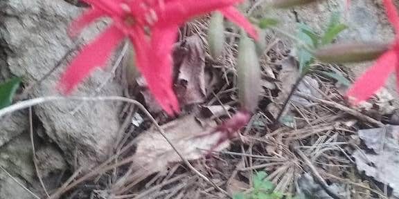 Camper submitted image from SongBird Trail Camp (Cohutta WMA)