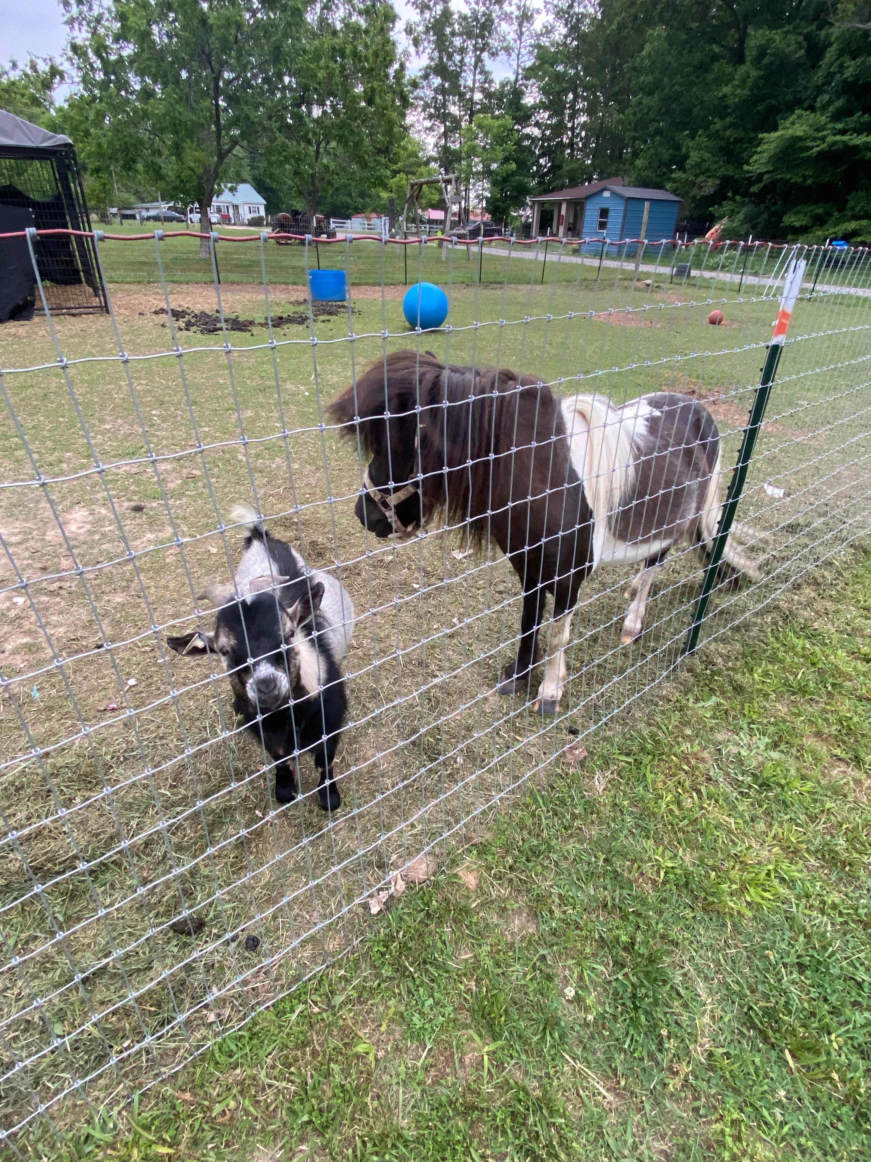 Camper submitted image from Country Critters Campground and RV Park - 1