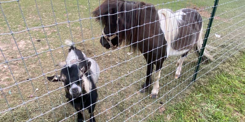 Camper submitted image from Country Critters Campground and RV Park