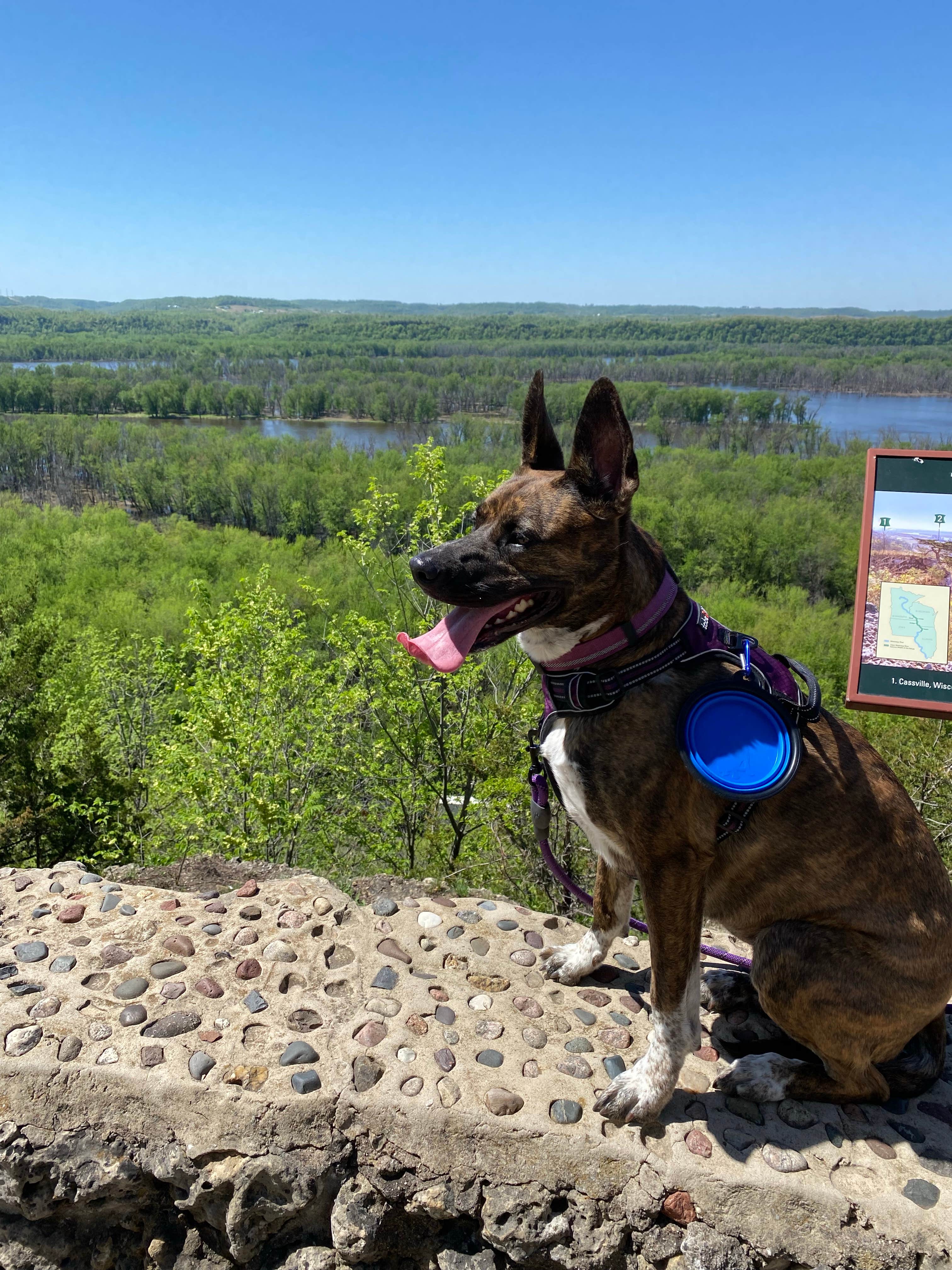 Jp M.'s photo of camping with pets at Nelson Dewey State Park Campground near Elkader, IA